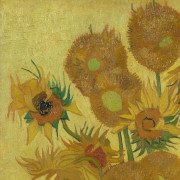 Zonnebloemen